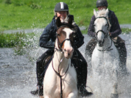 Equestrian Training 